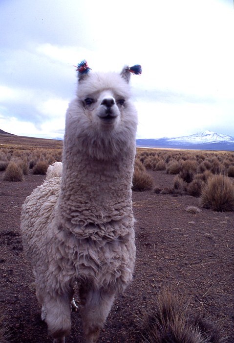 lama
